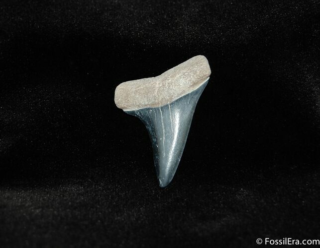 Mako Shark Tooth Fossil #210